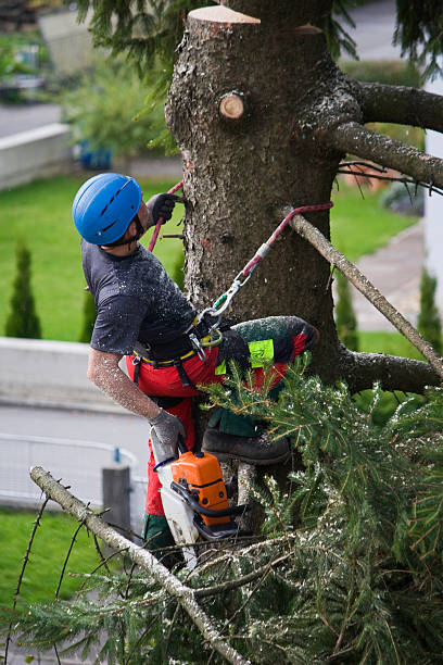 Best Residential Tree Removal  in USA